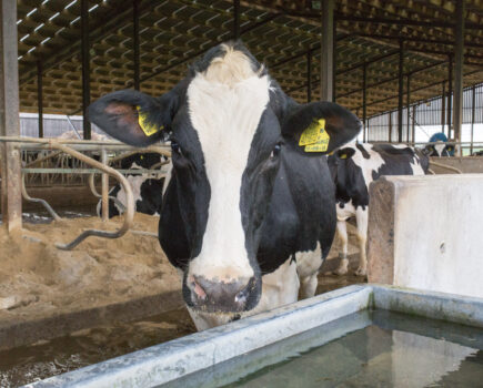 Dry summer puts dairy water management under the spotlight